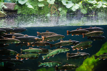彩虹鳟鱼溪流游泳淡水动物荒野动物群水族馆鲤鱼皮肤眼睛图片
