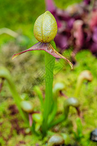 Cobra Lily(切割厂)图片