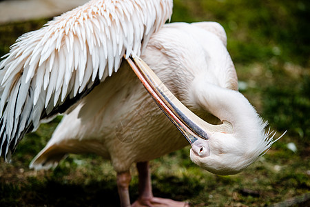 沥青清洗他的羽羽毛动物园鸟类野生动物翅膀热带荒野动物群情调眼睛动物图片