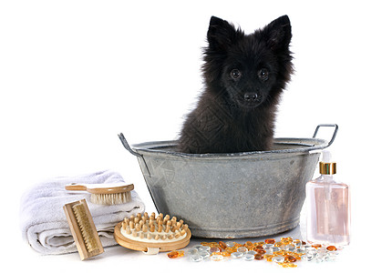 洗完澡后浴室香水刷子犬类黑色洗发水洗涤泡沫香味宠物图片