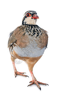 法语帕特里奇语羽毛动物游戏猎鸟鹧鸪野生动物打猎野鸡工作室农场图片