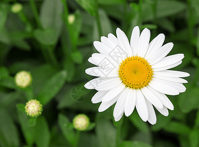 花园里美丽的白菊花图片