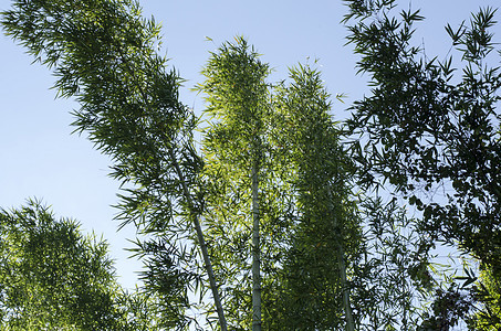 蓝天空背景的竹子木头园艺生长植物花园热带森林风水边界叶子图片