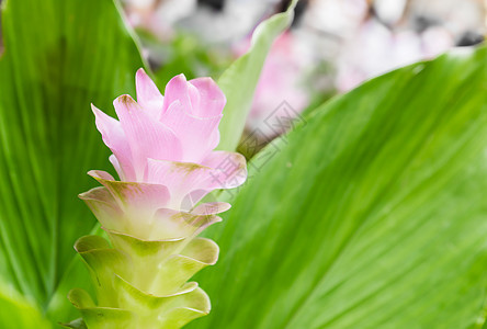 暹罗郁金花或中介人花园郁金香文化旅行植物群叶子父母森林航程图片