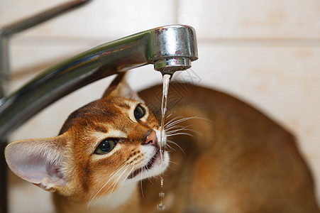 阿比西尼小猫橙子红色毛皮动物耳朵哺乳动物眼睛水龙头棕色好奇心图片