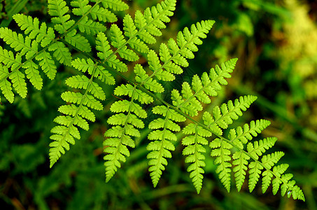 费尔丛林花园森林叶子蕨类植被植物学植物木头绿色植物图片