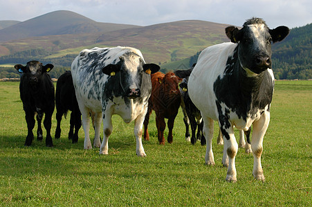 牛群农场食物眼睛团体丘陵动物男性牛扒锅底牛奶背景图片