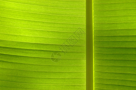 热带叶生态脊柱纹理绿色植物树叶生活植物叶子静脉太阳图片