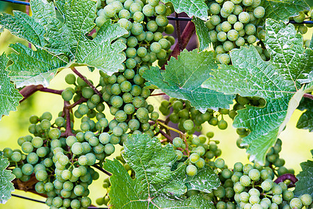 酒院里的葡萄农业场地收成葡萄园季节太阳植物酒厂农场水果图片