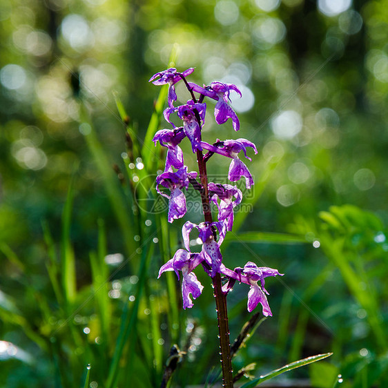 亮兰花蓝色野生动物天空草原太阳植物植物群夏花阳光紫色图片