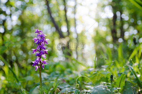 上午亮光太阳植物群阳光美丽蓝色兰花荒野草原植物野花图片