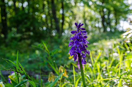 森林美丽兰花夏花植物阳光蓝色紫色野花植物群荒野野生动物图片