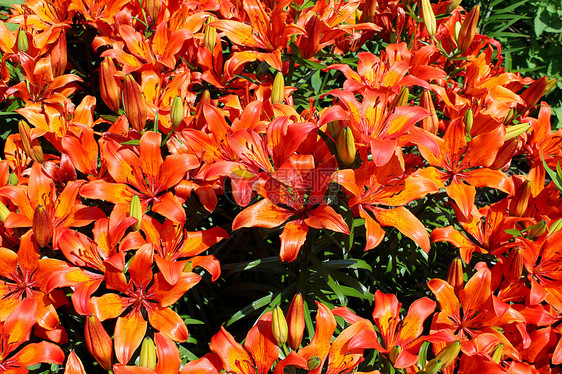 美丽的红冠百合花芳香环境铭文香气树叶植物学疗法晴天太阳草本植物图片