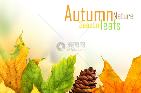 在白背景上孤立的秋天绿叶植物橙子宏观灯光静脉横梁太阳季节框架拼贴画图片