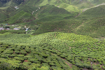 马来西亚卡梅隆高地茶田茶田风景叶子园景场地茶叶茶树种植园农业植物农场图片