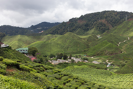 马来西亚卡梅隆高地茶田茶田农业种植园风景场地茶叶绿色茶树园景农场植物图片
