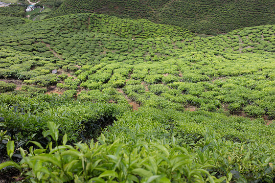 马来西亚卡梅隆高地茶田茶田植物风景叶子场地绿色农业农场茶叶茶树园景图片