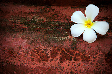 弗朗比帕尼花朵热带植物群叶子边界场地草地植物学花瓣邀请函温泉图片
