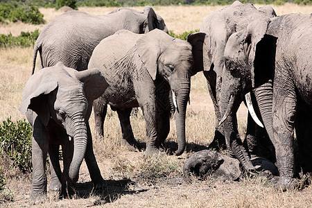 一群大象地标马赛哺乳动物野生动物动物少年女性厚皮公园游戏图片