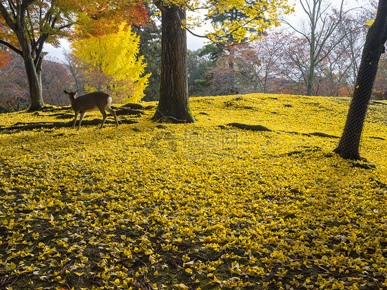 日本奈拉公园的鹿文化遗产游客首都荒野寺庙植物叶子生物地面图片
