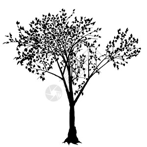 树元素植物学设计插图枝条树干剪贴小枝叶子剪影图片