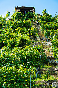 在一个葡萄园中叶子酒厂生长植物山坡水果建筑藤蔓农场爬坡图片