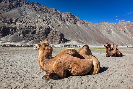 拉达赫州努布拉市的骆驼反刍动物山脉风景天空沙丘沙漠图片