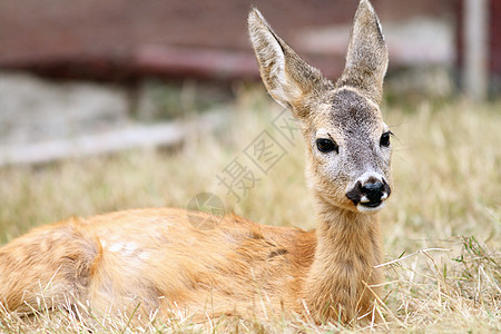一只鹿的尾部图片
