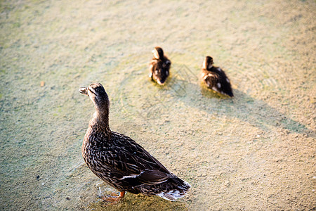 鸭子家庭新生游泳孩子们快乐池塘后代母亲小鸡团体女性图片