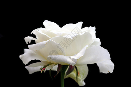 白玫瑰在黑暗的背黑锅上盛开图片