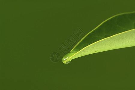 叶子和小桶液体反射植物环境水滴宏观雨滴圆圈飞沫绿色图片