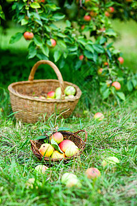 篮子里有苹果食物生活国家农家植物饮食花园阳光果园叶子图片