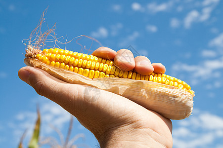 在天下手握着玉米种子植物食物文化蔬菜活力耳朵金子粮食叶子图片