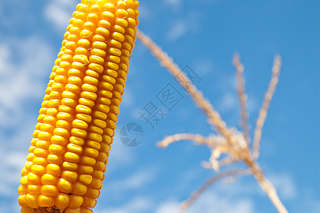 玉米在阴云下紧闭迷宫饮食核心收成种子耳朵环境金子活力食物图片
