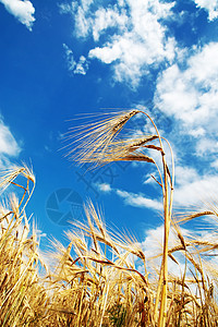 小麦耳 有蓝云的天空图片
