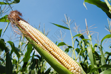 带壳子的鳕鱼上新鲜生玉米粮食食物种植园蓝色场地核心环境收成耳朵金子图片