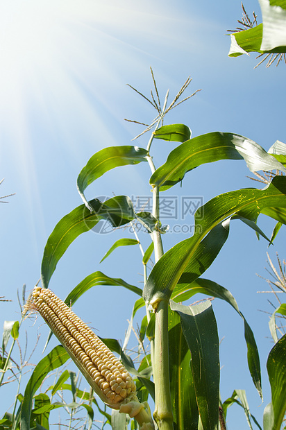 在太阳光下 在鳕鱼的玉米上图片