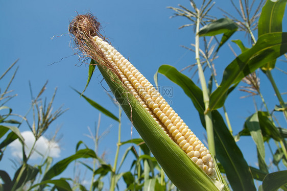 带壳子的鳕鱼上新鲜生玉米粮食植物环境金子棒子收成活力核心蔬菜食物图片