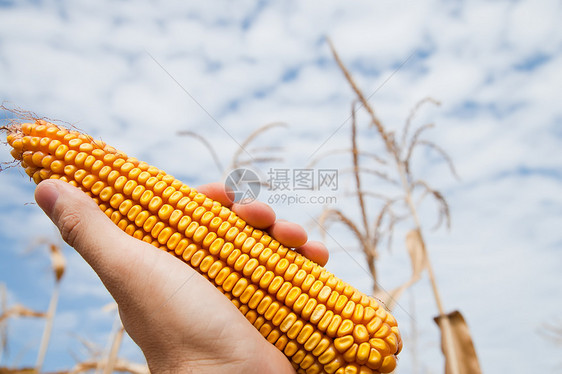 在天下手握着玉米营养金子棒子农场核心场地活力耳朵叶子国家图片