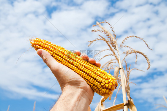 手头玉米粮食文化农场小吃活力蔬菜核心棒子蓝色国家图片