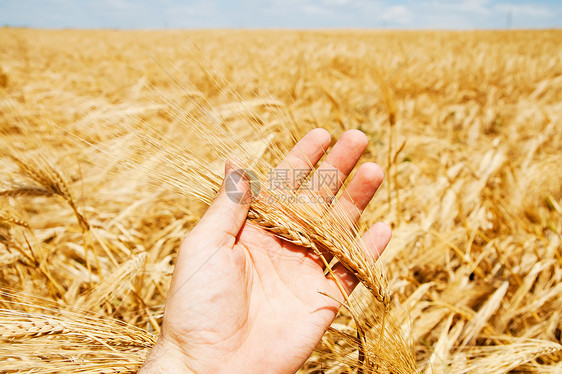手工收获的黄金场景农民金子场地耳朵大麦天空食物种子男人图片