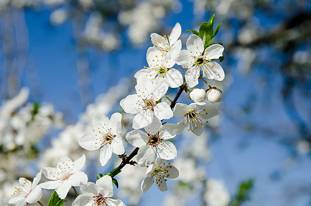 春花白花生长墙纸文化叶子水果公园花瓣植物群季节花园图片