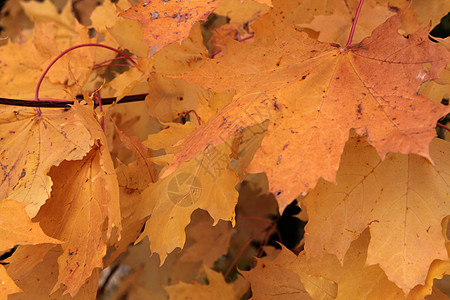 秋天公园的黄坡叶枯枝植物群树叶背景图片