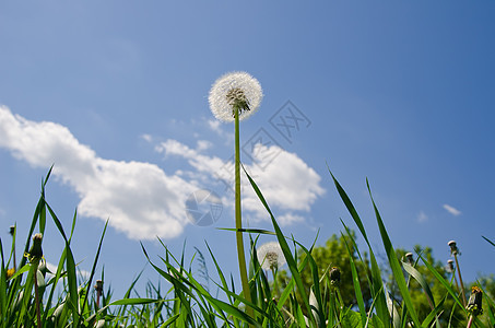 绿草中的老植物太阳脆弱性草本植物叶子植物学场景天空场地宏观图片