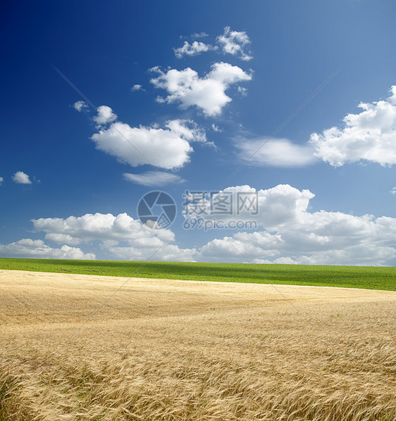 天空下小麦的金子环境土地阳光农村稻草远景农场场地生长谷物图片