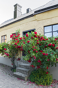 在瑞典一个城镇维斯比的房子附近生长的玫瑰图片