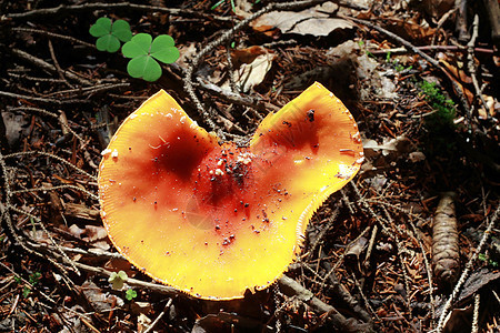 夏季森林中生长的红毒蘑菇地面常委菌盖季节毒蝇孤独植物中毒海绵木头图片