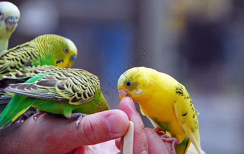 黄黄绿色青菜鹦鹉宠物鸟鹦鹉生物虎皮宠物野生动物绿色图片