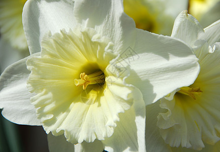 Dafodil 白黄色花朵生长香味园艺白色水仙植物群花园背景图片