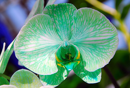 绿色白兰花花朵植物群花园园艺白色图片